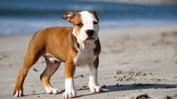 Chiens Dangereuxmythe Ou Réalité Beli