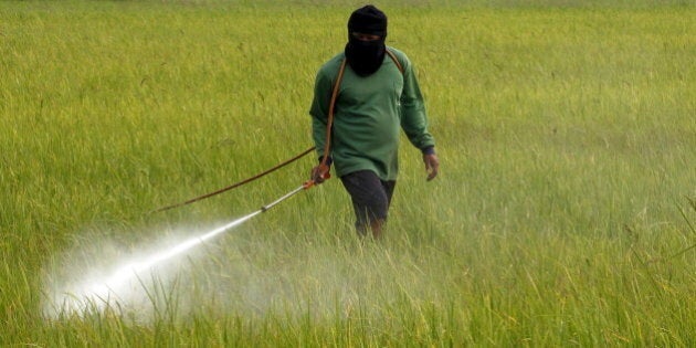 A farmers sprays pesticide over their rice field in Nakhonsawan province, north of Bangkok, Thailand, February 21, 2016. REUTERS/Chaiwat Subprasom