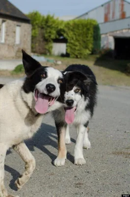 L Attention De Ce Chien Pour Ce Bebe Va Vous Faire Fondre Photos Huffpost Quebec Vivre