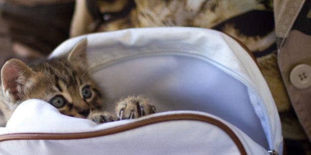 A small kitten with blue eyes peering shyly from a white bag/purse. Its ears, eyes, and paws can be seen.