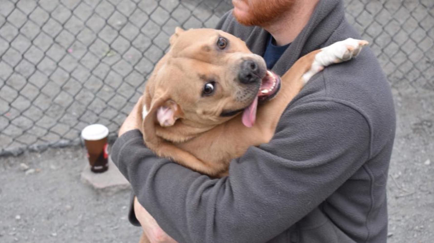 Un chien retourné à son refuge parce qu'il était trop