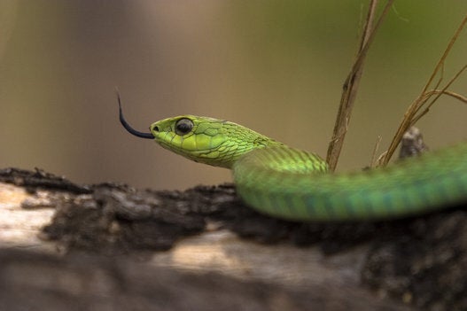 Saint Patrick n'a pas fait partir tous les serpents d'Irlande