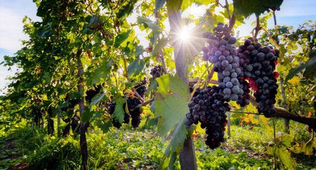 47060459 - ripe wine grapes on vines in tuscany, italy. sun shining through leaves