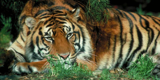 Tiger resting