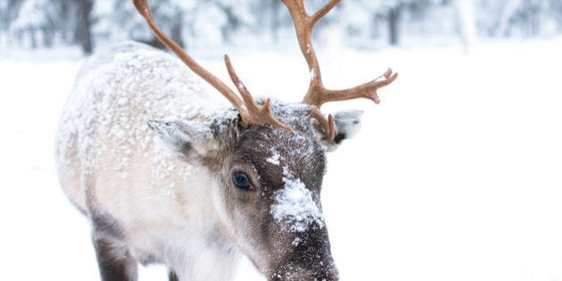Cute baby reindeer.