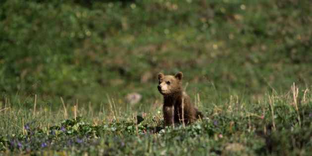 ALASKA, UNITED STATES - 1994/01/01: USA, Alaska, Denali National Park, Grizzly Bear Cub About 5 Months Old. (Photo by Wolfgang Kaehler/LightRocket via Getty Images)