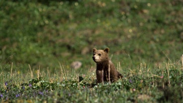 Bebe Grizzly