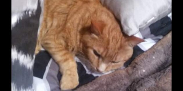 La Femme Aux 30 Chats Refuse D Abandonner Huffpost Quebec Nouvelles La Femme Aux 30 Chats Refuse D Abandonner Huffpost Quebec Nouvelles