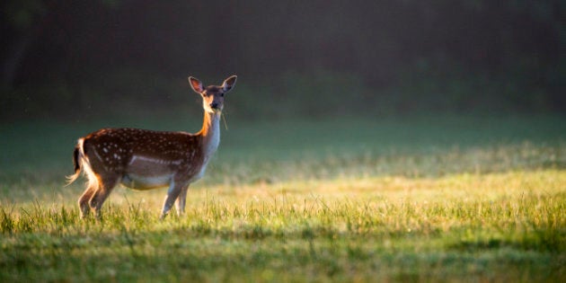 Fallow deer (Dama dama) doe (female) at dawn, Ashdown Forest, Sussex, England