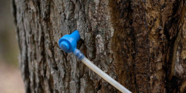 Modern plastic tap in a sugar maple, collecting maple sap to make maple syrup, Ontario, Canada