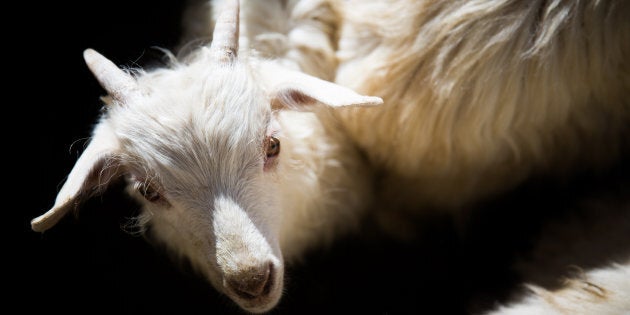 A small pashmina goat looking in our direction.