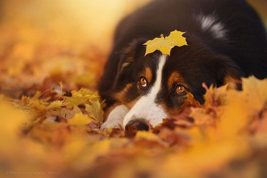 Ces portraits de chiens vous feront (re)tomber en amour avec l'automne