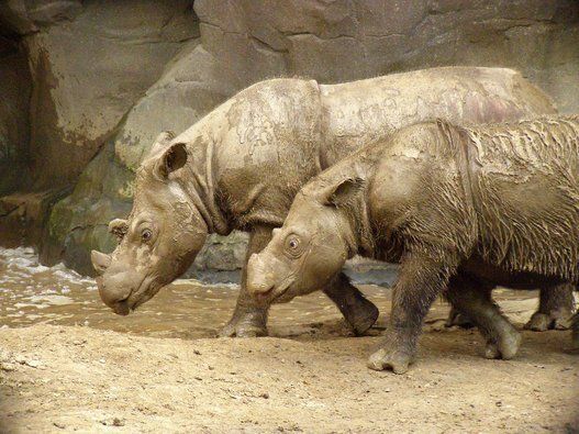 Le rhinocéros de Sumatra
