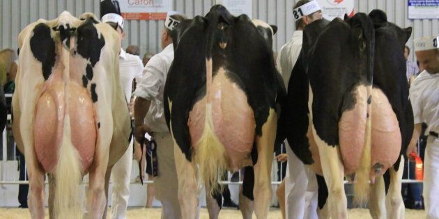 Le HuffPost Québec a fait un détour par l'Expo agricole de Rimouski pour observer les plus belles vaches de la région.