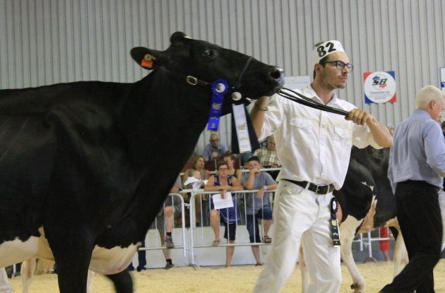 Les vaches sont entraînées à se parader devant les participants pour ensuite être jugées.