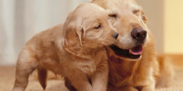Golden Retriever with Puppy