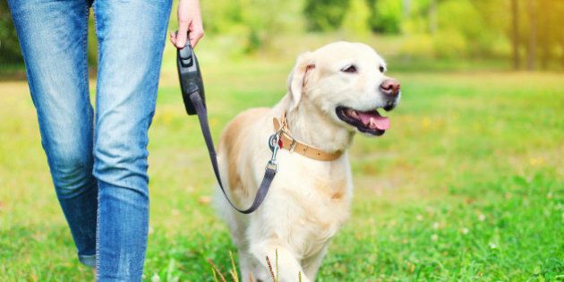 Owner walking with Golden Retriever dog together in park