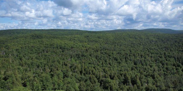 Grâce aux absorptions de CO2 des arbres de la forêt boréale, le Canada serait déjà en bonne voie pour devenir «carboneutre».