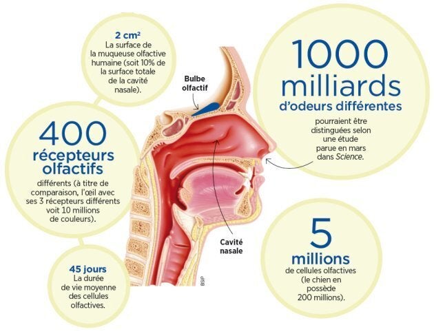 L'odorat humain