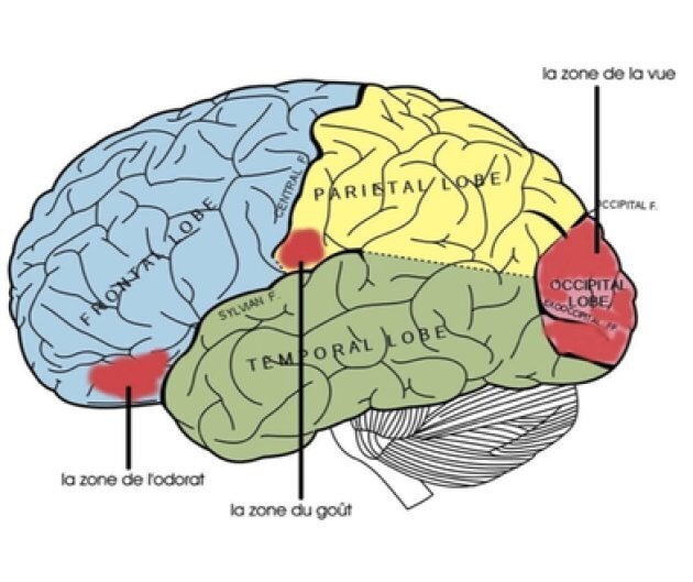 Lobes du cerveau