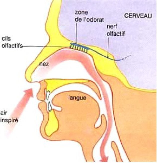 Système olfactif