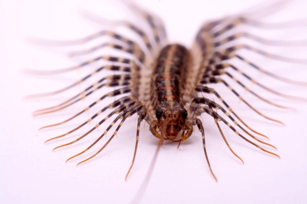 Scutigera smithii Newport (long-legged house centipede) on a white background.