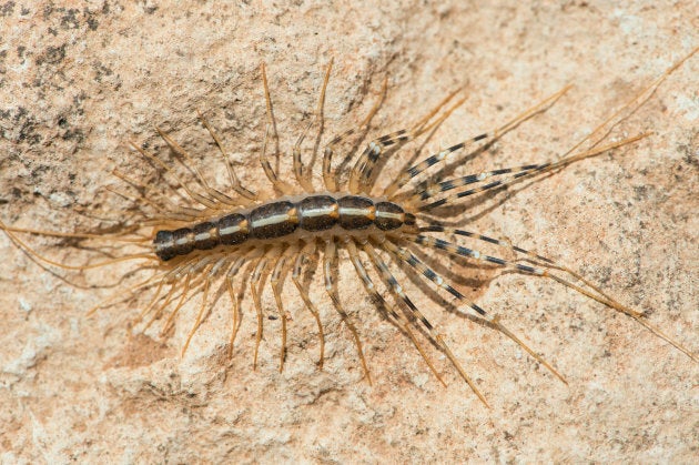 House centipede on the underside of a