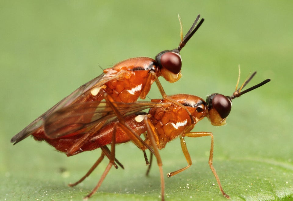 La mouche de la carotte (Loxocera cylindrica)