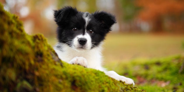 À mon réveil, à peine sortie de ma chambre, je suis chaque matin accueillie par la joie de mon chiot qui saute sur mes jambes, tourne en rond autour de moi, mordille le bas de ma chemise de nuit.