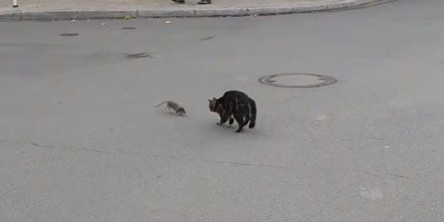 Cette poursuite entre un chat et un rat n'est pas sans rappeler le dessin-animé Tom et Jerry.