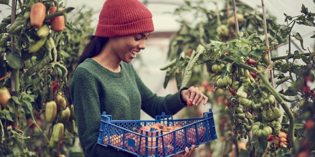 Un retour à une alimentation locale ne peut que générer des prix plus élevés (perte des économies d'échelle) ou une offre plus faible (essayez de trouver des oranges du Québec en épicerie).