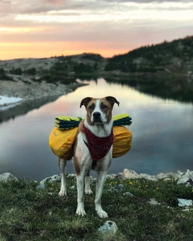 Henry dans une pose majestueuse, dans le Wyoming.