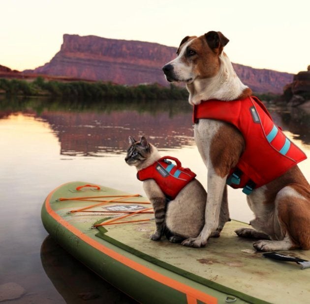 Henry et Baloo font du paddle.