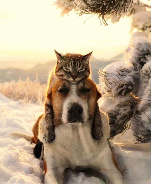 Henry et Baloo posent dans la neige.