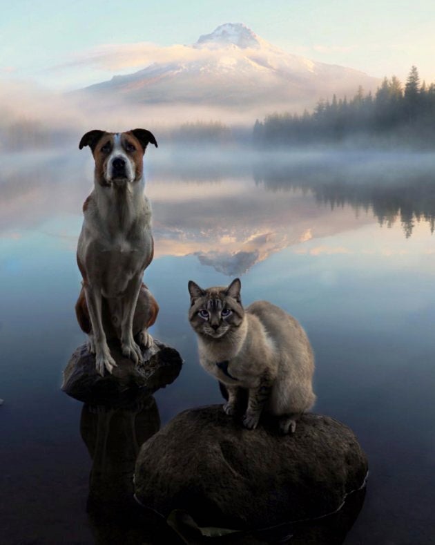 Henry et Baloo posent sur des pierres en pleine nature.