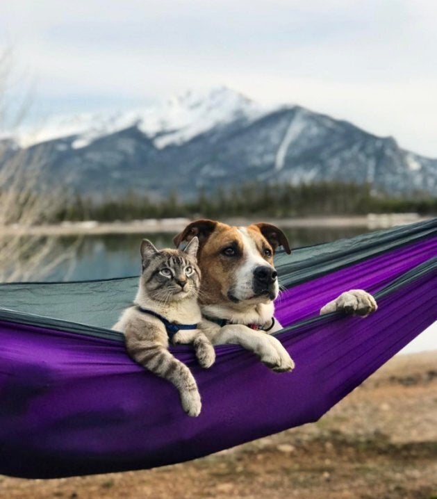 Henry et Baloo dans leur hamac.