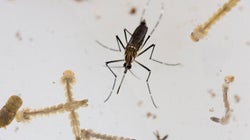 Zika: 3 mesures que le Canada peut