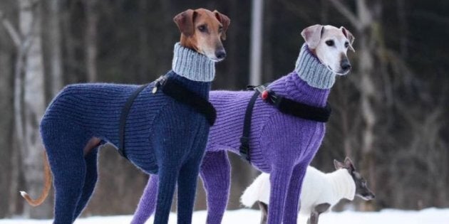 Pour vous, ces lévriers en pull ont-ils plus l'air de mères de famille en plein commérage ou de méchants de James Bond?