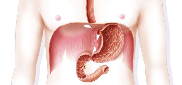 Le diaphragme, situé au-dessus et autour de l'estomac, peut se contracter involontairement, causant le hoquet.