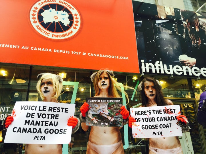 Canada goose montreal clearance peta