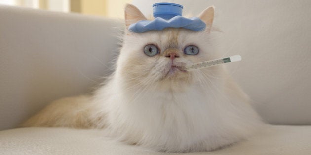 Persian Cat with Hot Water Bottle and Thermometer