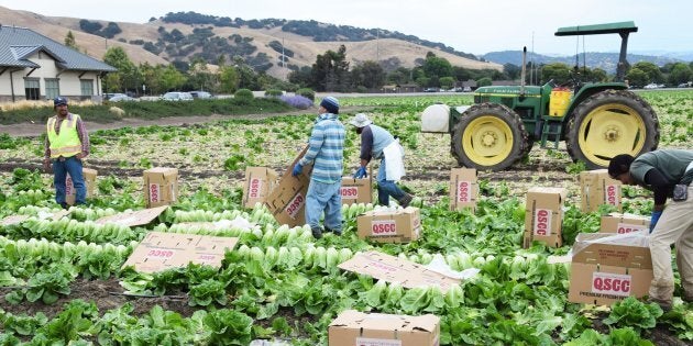 Un champ de laitue romaine, à Salinas, en Californie. Une récente éclosion de E.coli a frappé ce légume récemment. La paralysie partielle de l'administration américaine menace la sécurité alimentaire des deux côtés de la frontière.