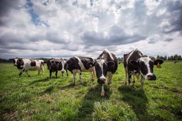 Des vaches laitières broutent dans un pré des Nicomekl Farms, à Surrey, C.-B., en août 2018.