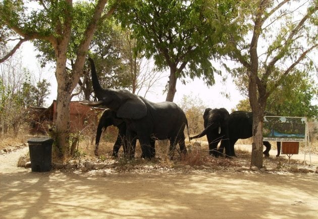 L'éléphant, un animal si grandiose!