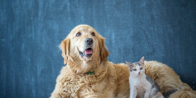 Au bout de deux cents ans, les prédateurs sauvages extermineraient les derniers descendants de nos chiens de compagnie.