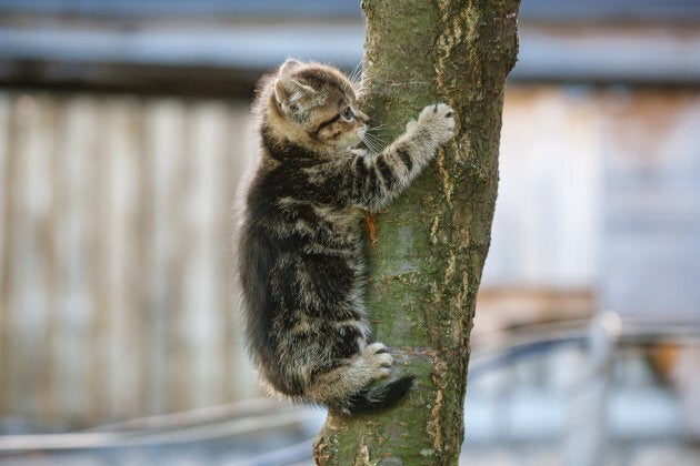 Un Chat Peut Il Descendre D Un Arbre Huffpost Quebec Vivre