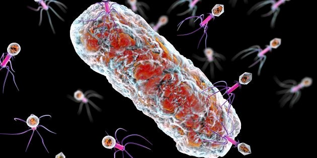 Des virus bactériophages infectant des cellules bactériennes.