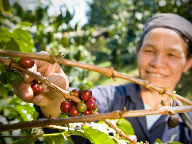 Un producteur de café issu du commerce équitable cueille à la main les grains de café biologiques.