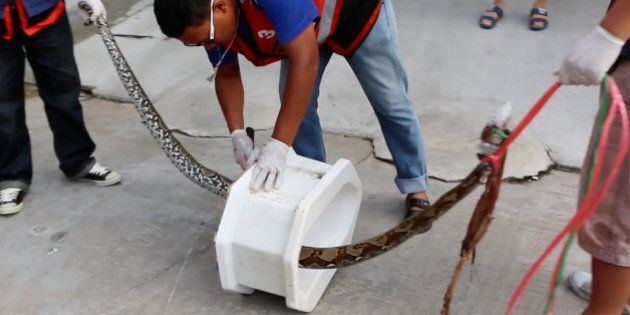 In this image made from video, rescue workers remove a python from a toilet outside a home in Chachoengsao, 90km east of the capital Bangkok, Wednesday, May 25, 2016. A Thai man is recovering from a bloody encounter with a 3-meter (10-foot) python that slithered through the plumbing of his home and latched its jaws onto his penis as he was using a squat toilet. (BBTV CH7 Thailand via AP) THAILAND OUT