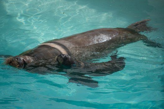 Sortie publique du premier bébé morse de l'Aquarium